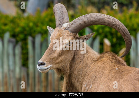 Caucase de l'ouest de chèvre tur Banque D'Images