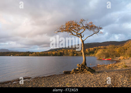 Le Loch Lomond en automne - lone Oak tree et red canoe illuminée par le soleil du soir - Milarrochy Bay, Loch Lomond, Ecosse, Royaume-Uni Banque D'Images