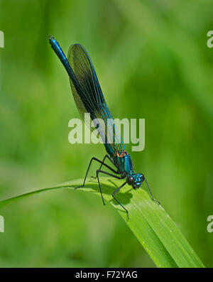 Bagué mâle Demoiselle Calopteryx splendens, demoiselle, perché sur un brin d'herbe dans le Lancashire, Royaume-Uni Banque D'Images