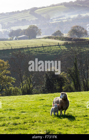 Moutons dans les champs près de Dunsford, parc national de dartmoor, devon Lane, tarmac.Winter, solitaire, champ, moutons, chemin, paysage, Combe, Devon Combe Banque D'Images