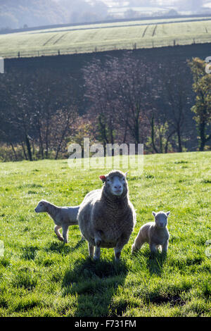 Les moutons dans les champs à proximité de Dunsford, Dartmoor National Park, Devon lane,hiver,.tarmac,champ solitaire, moutons, chemin, paysage, united kin Banque D'Images