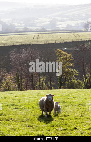 Les moutons dans les champs à proximité de Dunsford, Dartmoor National Park, Devon lane,hiver,.tarmac,champ solitaire, moutons, chemin, paysage, united kin Banque D'Images