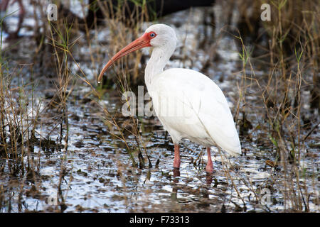 Un Ibis blanc pataugeant dans la zone humide. Banque D'Images