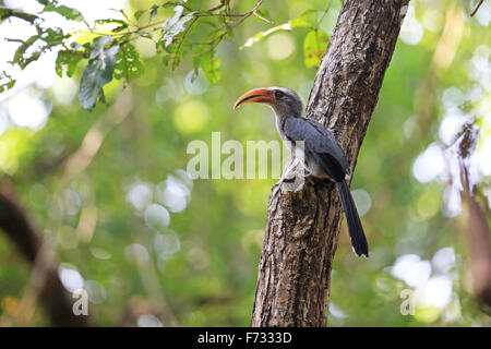 Gris Malabar Hornbill (Ocyceros griseus) Banque D'Images