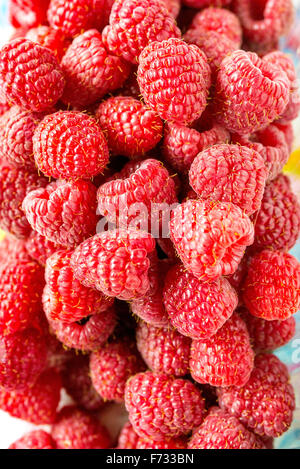 Une belle sélection de fruits rouges framboises fraîchement cueillies. Banque D'Images