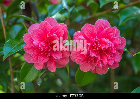 Camellia japonica ' Eugene Lize' Banque D'Images