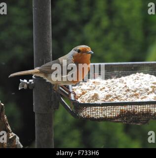 Nourrir les oiseaux sauvages dans le jardin - c'est un Robin se nourrissant de coeurs de tournesol. Banque D'Images