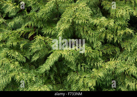 Thuja plicata 'Zebrina'. Le cèdre rouge de l'arbre 'Zebrina' Banque D'Images