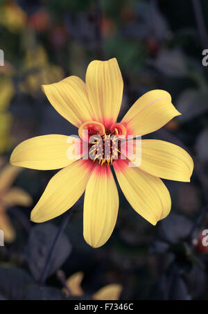 Dahlia Nain simple 'Moonfire' Banque D'Images