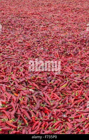 Récolte de paprika rouge, Kashgar, région autonome du Xinjiang, Chine. Banque D'Images