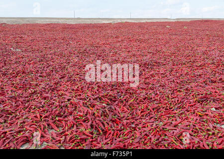Récolte de paprika rouge, Kashgar, région autonome du Xinjiang, Chine. Banque D'Images