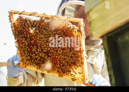 Un apiculteur brandissant une super trame avec les abeilles travailleuses loading les cellules dans le miel. Banque D'Images