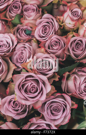 Fleurs roses, étroitement avec soft ferlées vieux rose pétales colorés, emballés ensemble. Banque D'Images