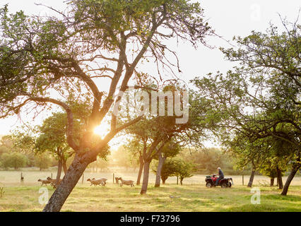 Un agriculteur sur un quadbike la conduite d'un petit groupe de moutons dans un champ. Banque D'Images