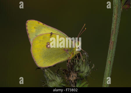 Jaune pâle assombrie, Goldene Acht, Goldene 8, Kleines Posthörnchen, Weißklee-Gelbling, Gelbling Heufalter, Gelber, Colias hyale Banque D'Images