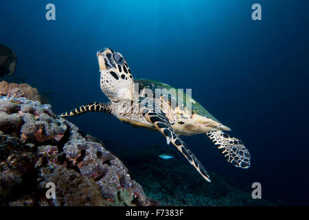 - La tortue imbriquée Eretmochelys imbricata - avale comme il l'alimente sur le récif. Prises dans le Parc National de Komodo, en Indonésie. Banque D'Images