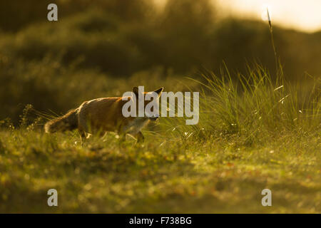 Red Fox / Rotfuchs ( Vulpes vulpes ) dans un épais wintercoat tourne sur son foxpath typique à travers l'herbe haute, contre-jour. Banque D'Images