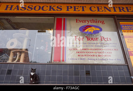 Pet Shop Centre poufs, West Sussex England United Kingdom UK Banque D'Images