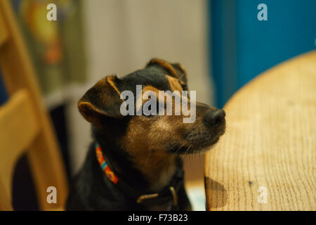 Noir et feu Jack Russell Terrier à table Banque D'Images