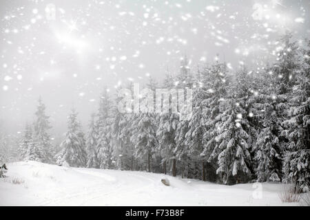 Neige dans la forêt de conifères dans les Carpates Banque D'Images
