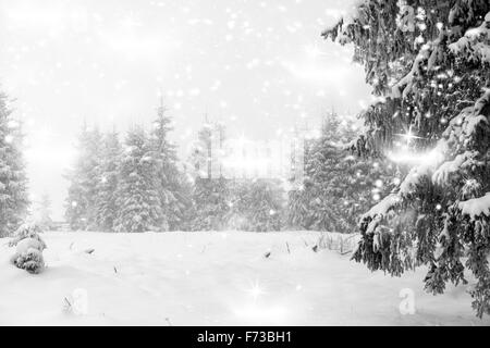 Neige dans la forêt de conifères dans les Carpates Banque D'Images
