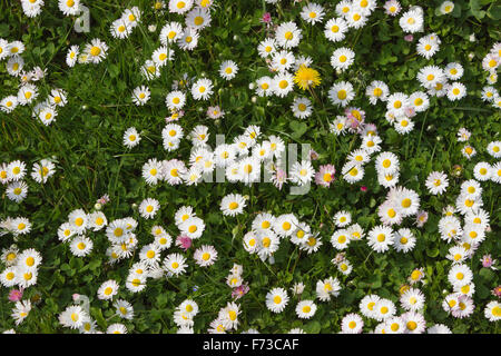 Tribunes dans le domaine.Les fleurs du printemps Banque D'Images