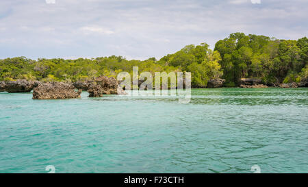 Fond marin avec arbres de mangrove sur la côte tropicale de l'île de Zanzibar. Banque D'Images