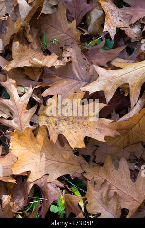 Quercus rubra feuilles à l'automne. Les feuilles du chêne rouge. Banque D'Images