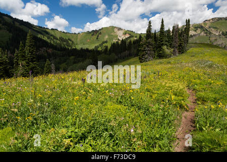 Un sentier de randonnée en ordre décroissant par une montagne prairie de fleurs, Gros Ventre Désert, Wyoming Banque D'Images