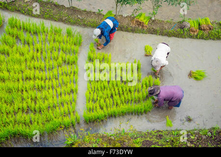 Ouvriers plantant des semis de riz au début de la saison des semis de printemps, Batad, Philippines Banque D'Images