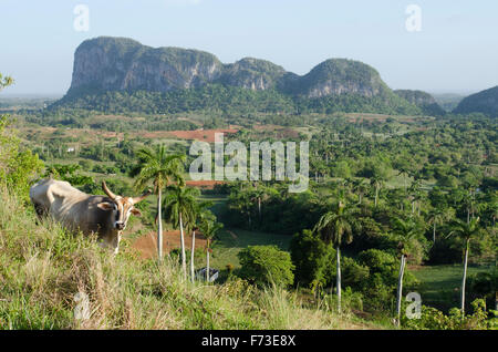 Un des boeufs cherche à Viñales, Cuba. Banque D'Images