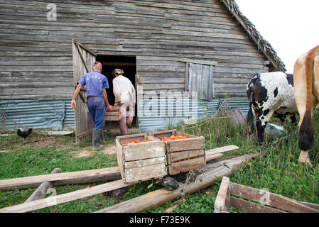 Deux agriculteurs terminer le travail final fonctions pour la journée à Viñales, Cuba. Banque D'Images