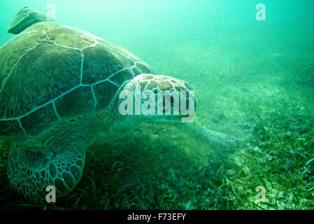 Tortue de mer et sous-marin REMORA au Mexique Banque D'Images