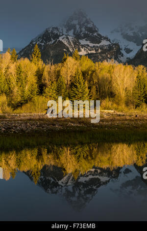 La lumière du matin sur des arbres cottonwood reflète dans la Snake River à l'atterrissage Schwabacher, Parc National de Grand Teton, Wyoming Banque D'Images