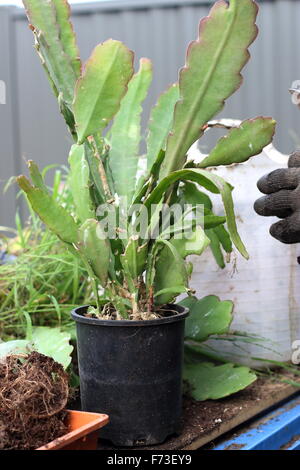 Epiphyllum ou également connu sous le nom de cactus Orchidée Banque D'Images