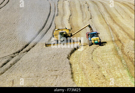 La récolte du blé, près de Cheltenham, Gloucestershire. Banque D'Images