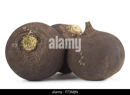 Radis noir gros gros plan légumes isolated on white Banque D'Images