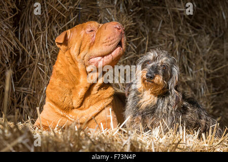 Chinese Shar-Pei et teckel à poil dur. Deux adultes assis sur la paille. Allemagne Banque D'Images