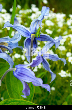 Une larve de sauterelle (Tettigonioidae) sur Klematis à feuilles entières fleurs (Clematis integrifolia L.) Banque D'Images