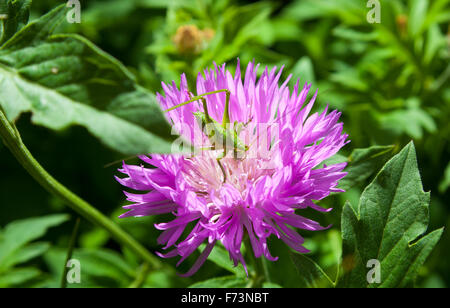 Une larve de sauterelle (Tettigonioidae) sur une fleur d'un rose bleuet (Centaurea dealbata Willd). Banque D'Images