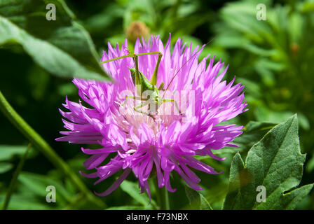 Une larve de sauterelle (Tettigonioidae) sur une fleur d'un rose bleuet (Centaurea dealbata Willd). Banque D'Images