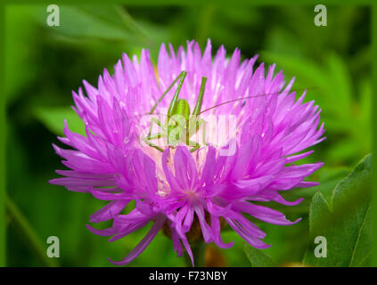 Une larve de sauterelle (Tettigonioidae) sur une fleur d'un rose bleuet (Centaurea dealbata Willd). Banque D'Images