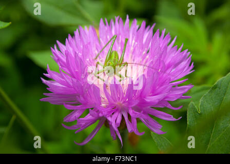 Une larve de sauterelle (Tettigonioidae) sur une fleur d'un rose bleuet (Centaurea dealbata Willd). Banque D'Images