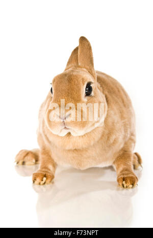 Lapin nain. Lapin brun vu de dessus. Studio photo sur un fond blanc. Banque D'Images