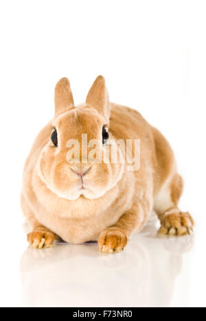 Lapin nain. Lapin brun vu de dessus. Studio photo sur un fond blanc. Banque D'Images