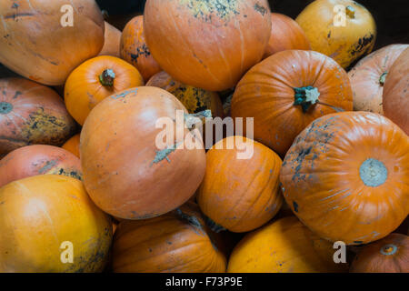 Citrouilles dans un grand groupe pour la vente ; Banque D'Images