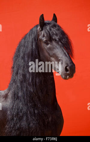 Cheval frison. Portrait de l'étalon noir sur fond rouge. Allemagne Banque D'Images