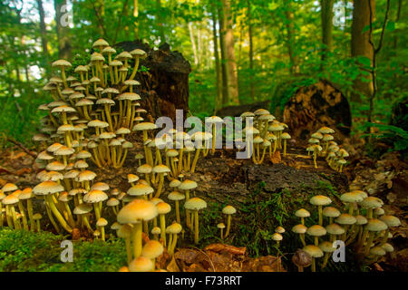 Touffe de soufre (Hypholoma fasciculare) morts sur chêne. Allemagne Banque D'Images