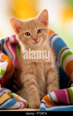 Chat domestique. Red tabby kitten assis sous une couverture multicolore. Studio photo. L'Allemagne. Banque D'Images