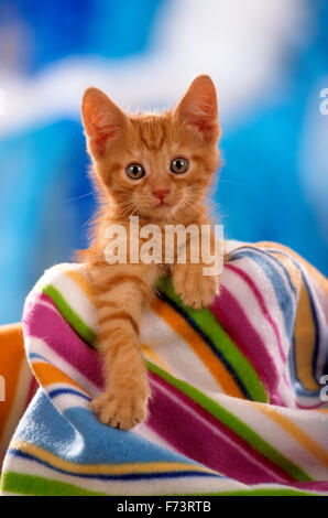 Chat domestique. Red tabby kitten assis sous une couverture multicolore. Studio photo. L'Allemagne. Banque D'Images